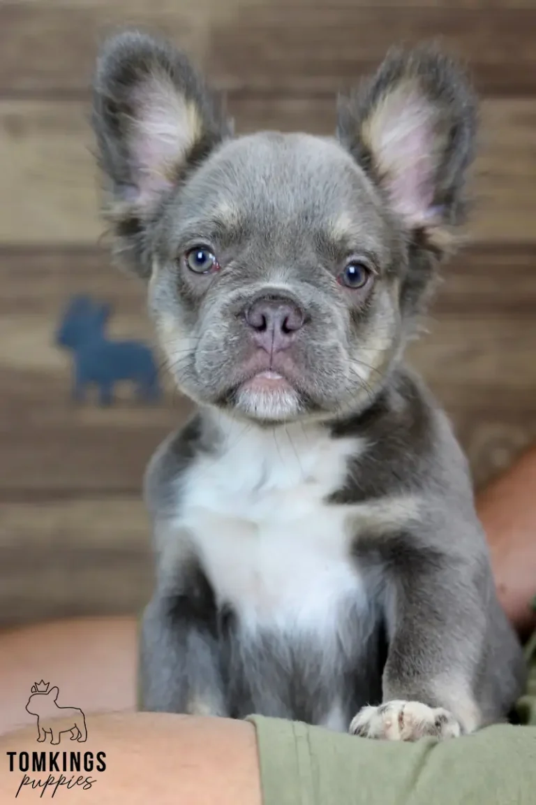 Blue and tan fluffy French Bulldog puppy with a white chest looking directly at the camera.
