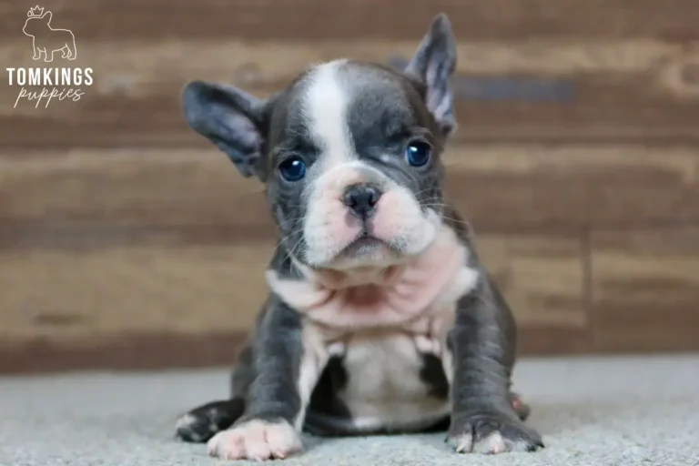 Blue French Bulldog puppy Alma with white markings sitting and looking directly at the camera.