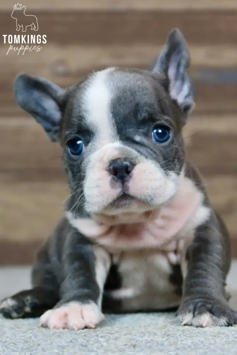 Blue French Bulldog puppy Alma with a white facial blaze posing for a close-up portrait.