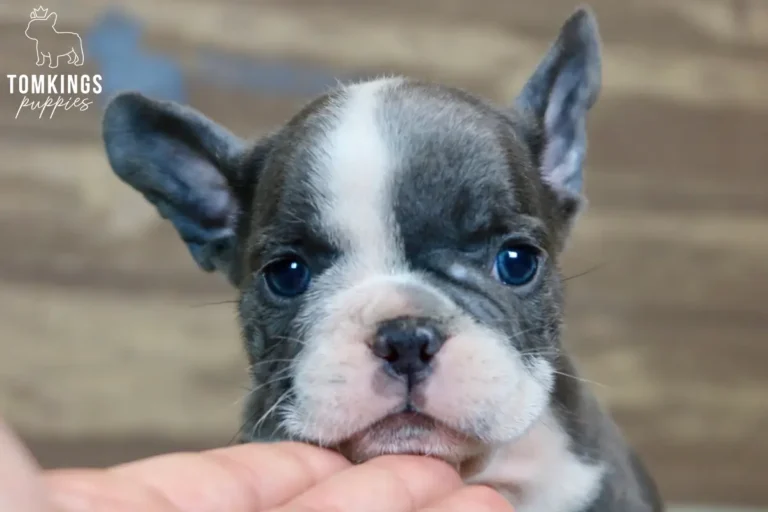 Blue French Bulldog puppy Alma with white markings shown in a close-up while resting her chin on a hand.
