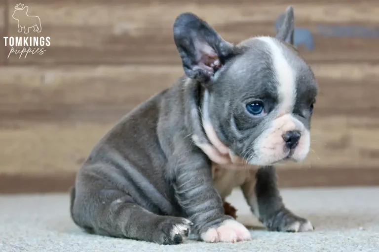 Blue French Bulldog puppy Alma with white markings sitting in a three-quarter pose against a wooden background.