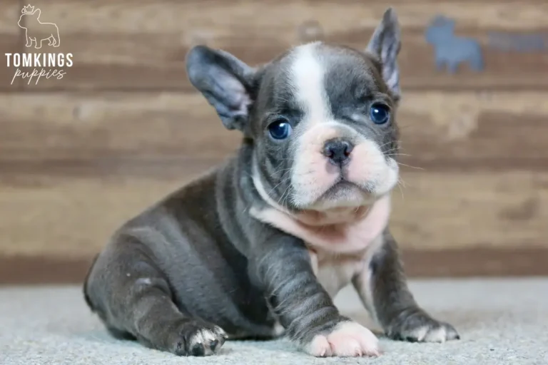 Blue French Bulldog puppy Alma with a white blaze sitting and looking toward the camera.