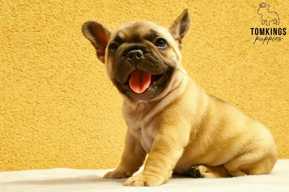 Fawn French Bulldog puppy sitting with tongue out against a yellow wall