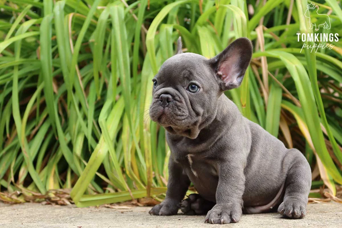 Blue-grey French Bulldog puppy sitting on a paved path in front of tall ornamental grass