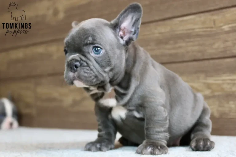 Arwen, a blue French Bulldog puppy, sits on a light carpet, looking curious with her bright blue eyes and white chest marking, in front of a wooden wall.