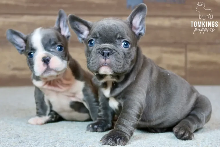 Arwen, a blue French Bulldog puppy, sits front and center with bright blue eyes and a curious expression, next to a blue pied puppy.