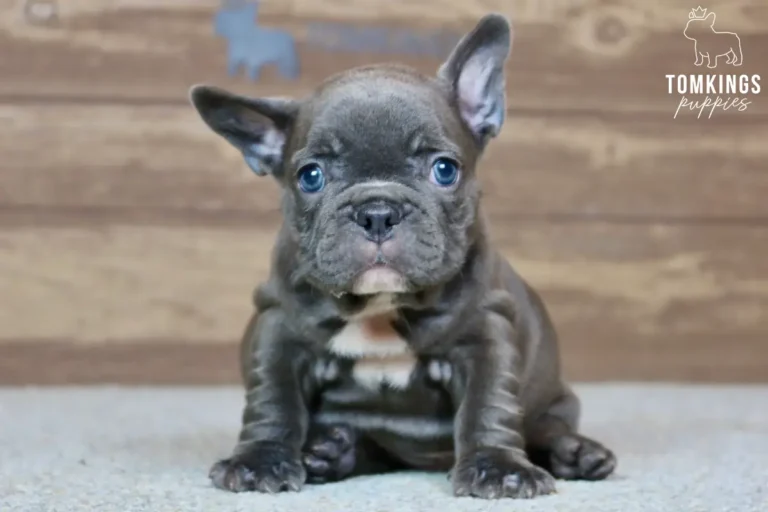 A blue French Bulldog puppy named Arwen sits on a light carpet, looking forward with bright blue eyes and a white chest patch.