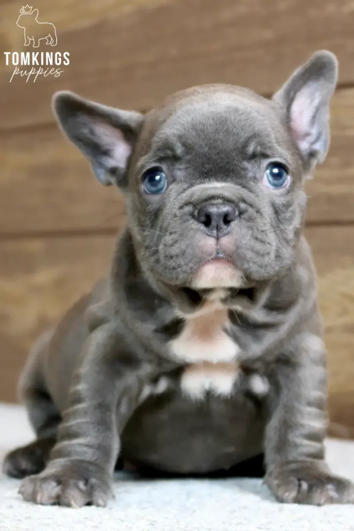 Arwen, a blue French Bulldog puppy, sits front and center, looking directly at the camera with her bright blue eyes and perky ears.