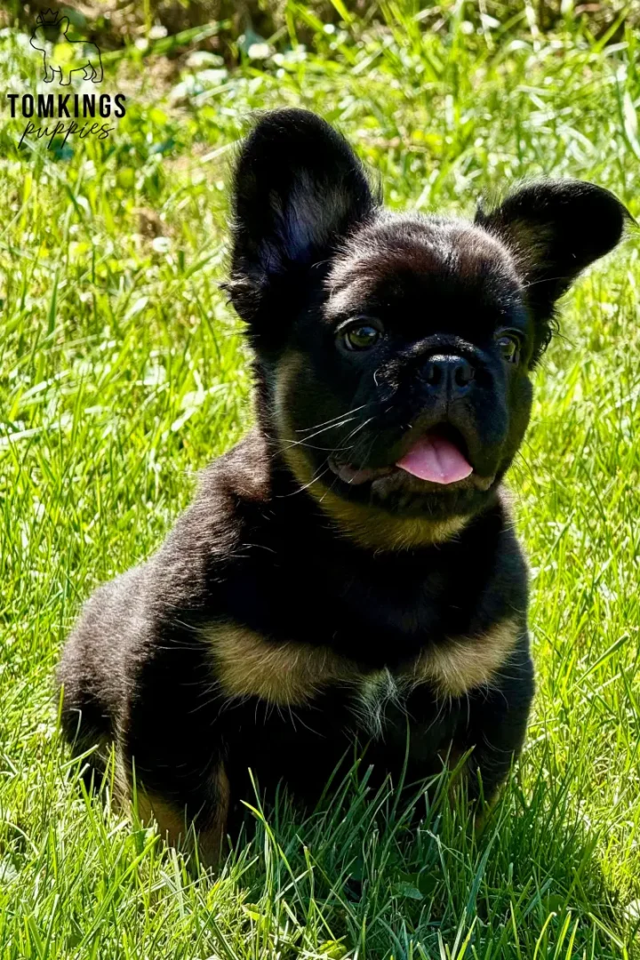 Bear, a black and tan fluffy French Bulldog boy, sitting on green grass outdoors with his tongue out.