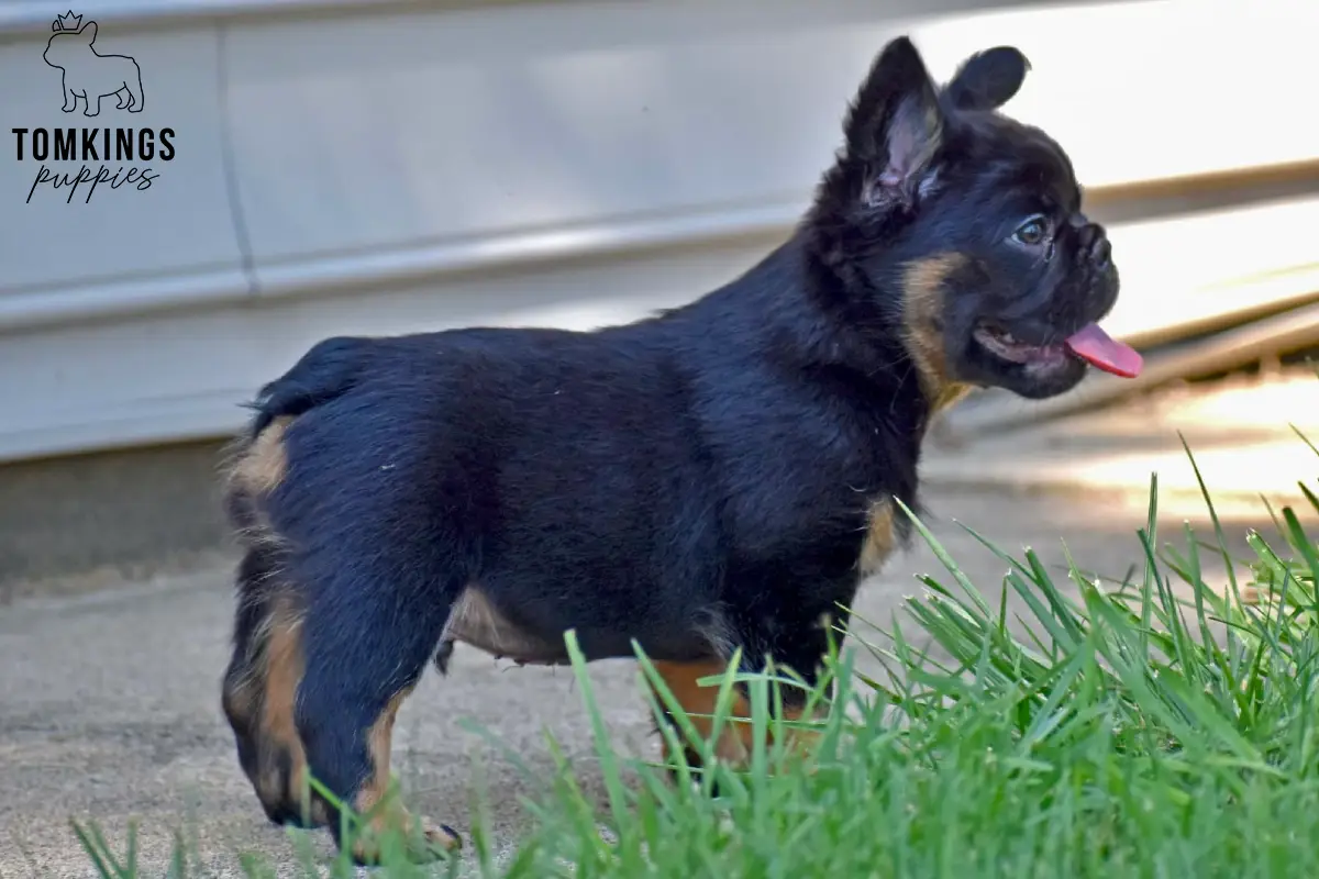 Bear, a black and tan fluffy French Bulldog puppy, standing outdoors beside green grass with his tongue out.