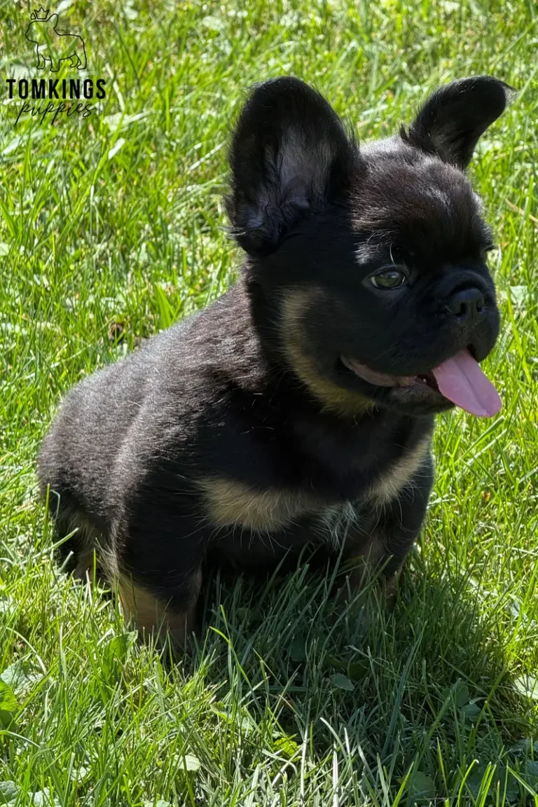 Bear, a black and tan fluffy French Bulldog boy, sitting on green grass outdoors in side profile with his tongue out.