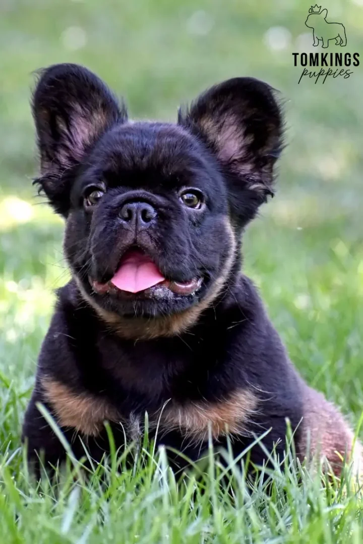 Bear, a black and tan fluffy French Bulldog puppy, sitting in green grass with his tongue out.
