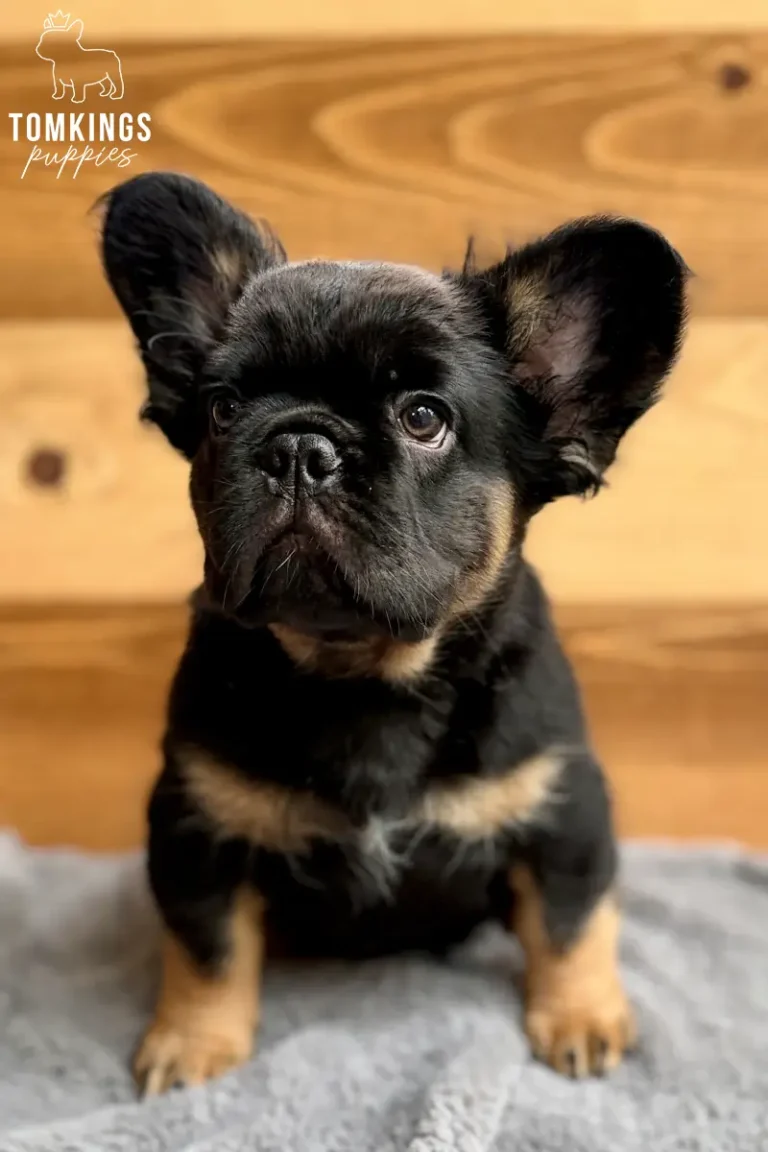 Bear, a black and tan fluffy French Bulldog puppy, sitting indoors and looking toward the camera