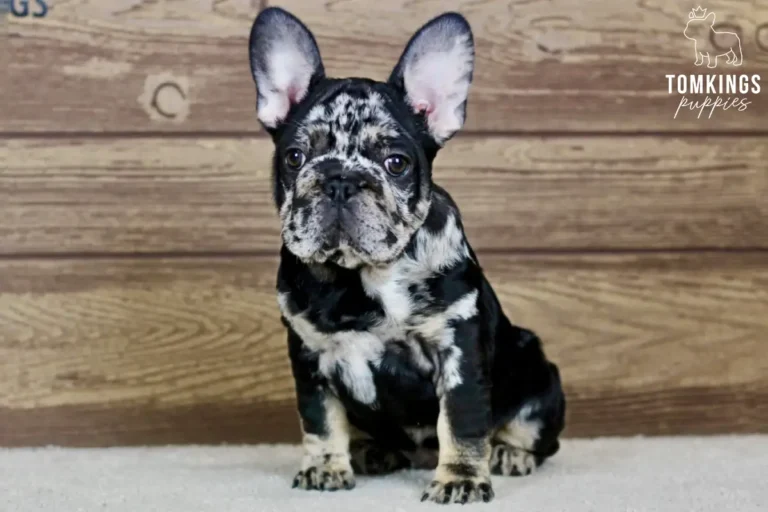 Beca, a black merle and tan female French Bulldog puppy, lying on a light carpet indoors.