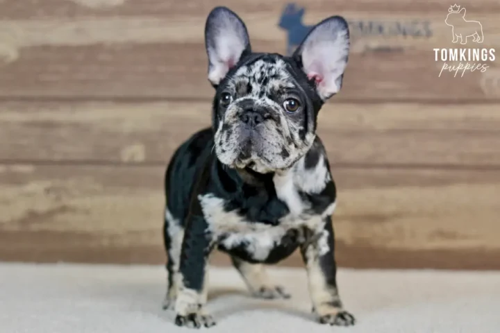 Beca black merle and tan French Bulldog puppy standing alert