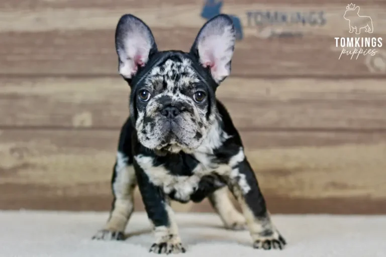 Beca black merle and tan French Bulldog puppy full-body stance