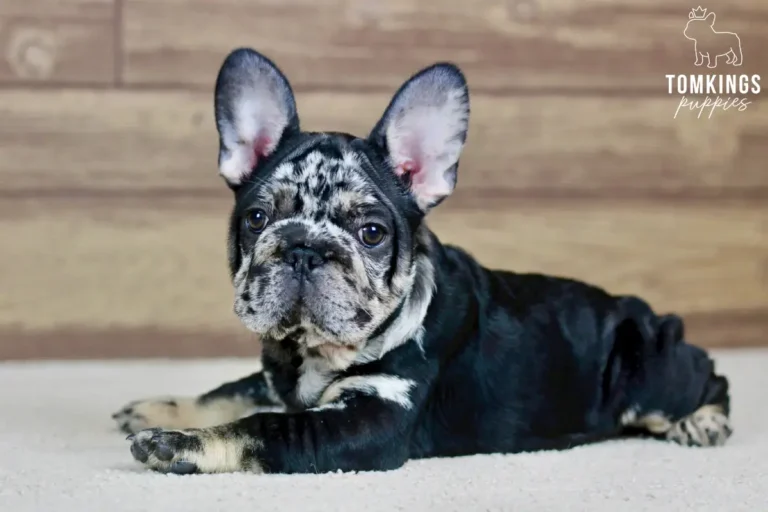 Beca, a black merle and tan female French Bulldog puppy, lying on a light carpet indoors.