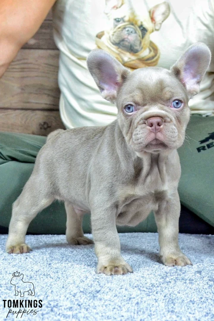 Bennie, a new shade isabella tan French Bulldog puppy, stands alert on a light gray rug, looking directly at the camera with bright blue eyes.