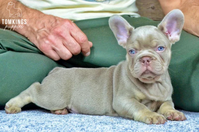 Bennie, a new shade isabella and tan French Bulldog puppy, lies on a gray carpet with bright blue eyes.