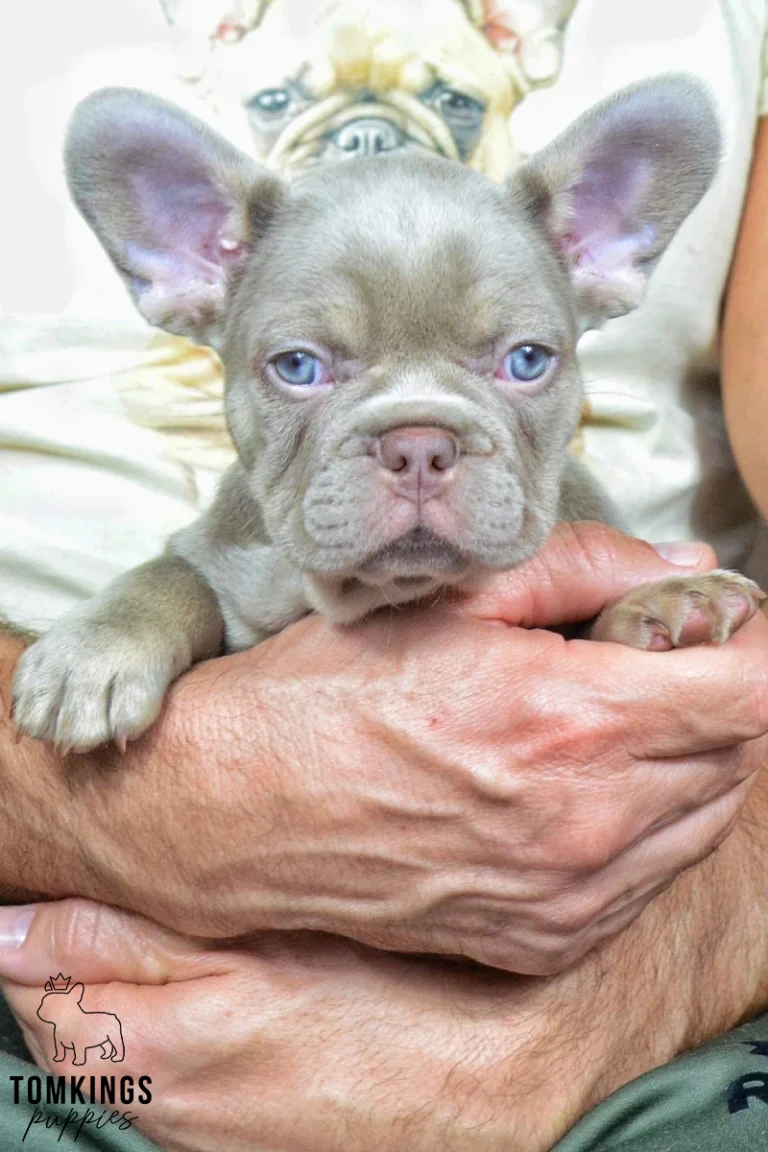 A close-up of Bennie, a new shade isabella tan French Bulldog puppy, with bright blue eyes, held by a person.