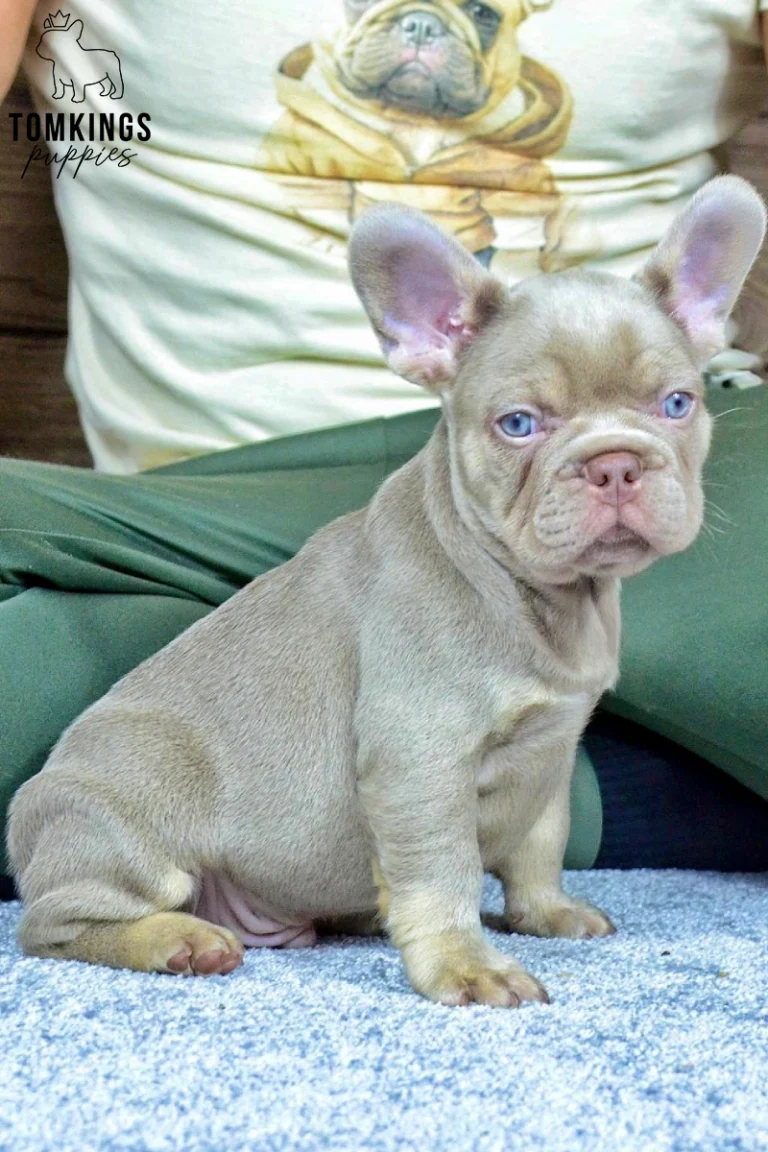Bennie, a new shade isabella tan French Bulldog puppy, sits alertly with perked ears and bright blue eyes on a gray carpet.