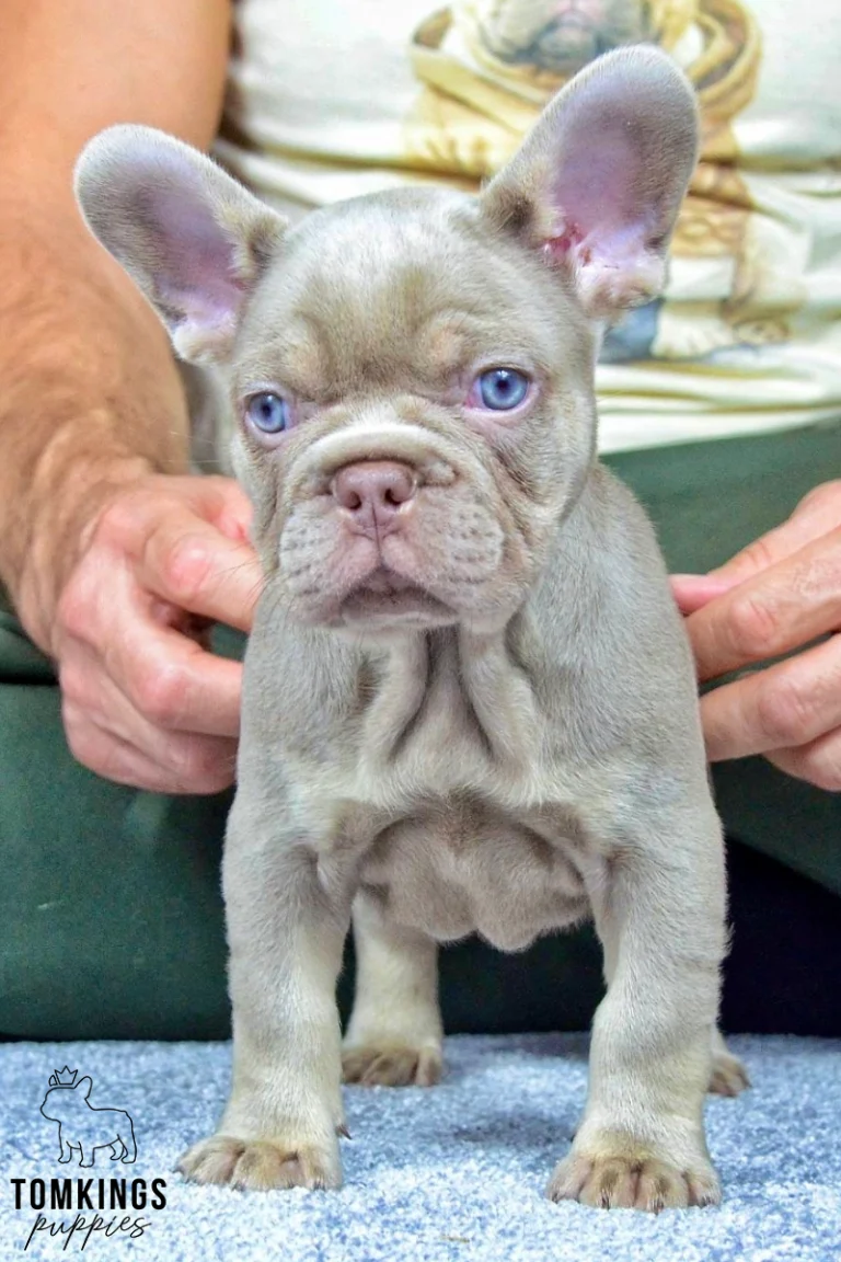 A new shade isabella tan French Bulldog puppy named Bennie stands on a light blue carpet, looking forward with bright blue eyes and large upright ears.