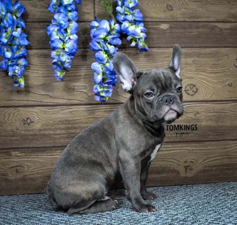 A brindle French Bulldog puppy sitting indoors in front of a wooden wall with blue flowers.