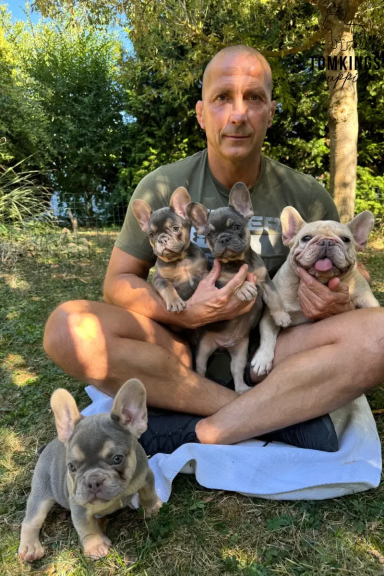 A man sits on green grass holding three French Bulldog puppies, with Bessie, a blue and tan puppy, sitting alertly on the ground.