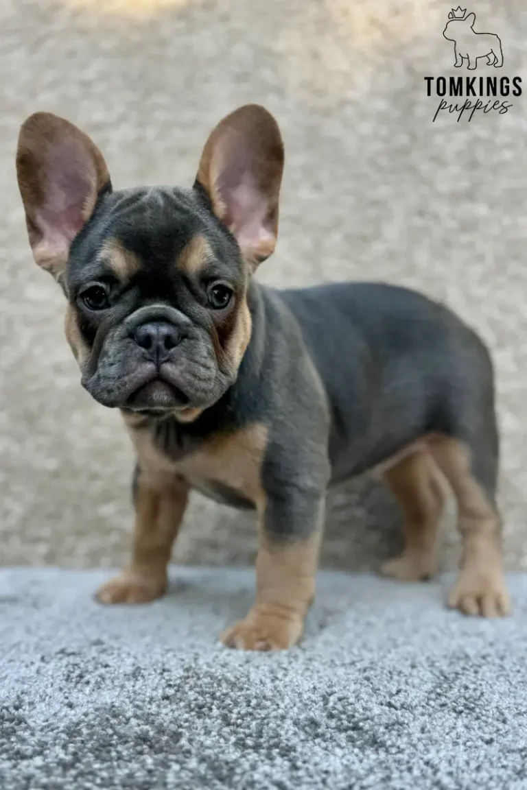 Bessie, a blue and tan French Bulldog puppy, stands on a gray carpet, looking forward with her ears perked up.