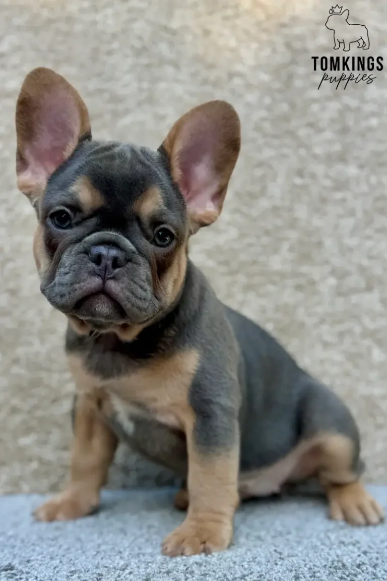 Bessie, a blue and tan French Bulldog puppy, sits attentively on a textured grey surface, looking curious.