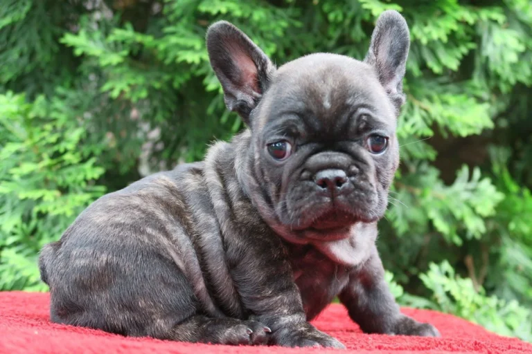 A brindle French Bulldog puppy sitting outdoors on a red blanket.