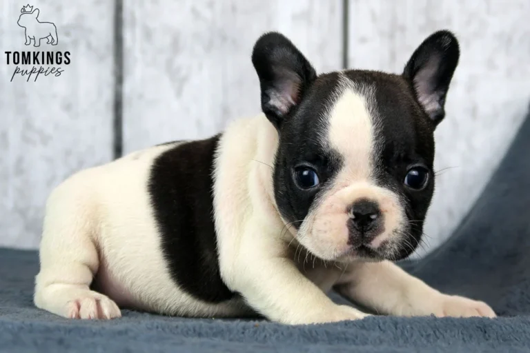Black pied French Bulldog puppy lying on a gray blanket and looking directly at the camera.