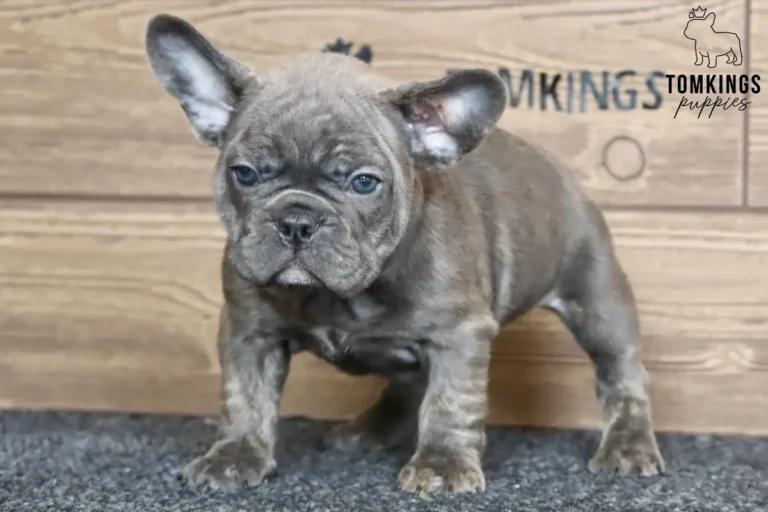 A blue brindle French Bulldog puppy named Blair stands attentively on a dark gray rug, looking forward with bright blue eyes.