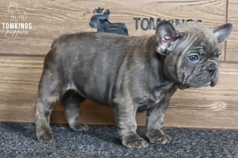 Blair, a blue brindle French Bulldog puppy, stands in profile with blue eyes, looking right against a wooden panel.