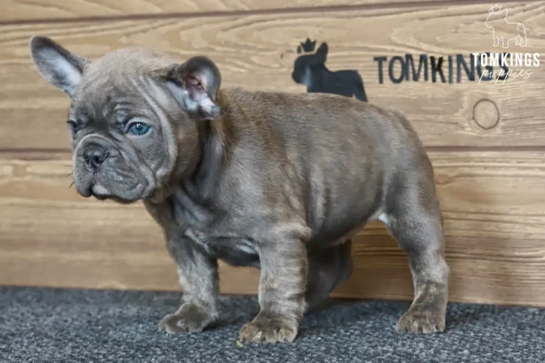 A blue brindle French Bulldog puppy named Blair stands alertly on a gray carpet, looking forward with bright blue eyes.