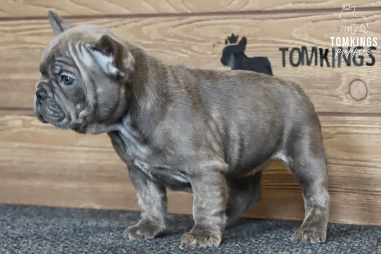 A sweet blue brindle French Bulldog puppy named Blair stands in profile on a gray rug against a wooden wall.