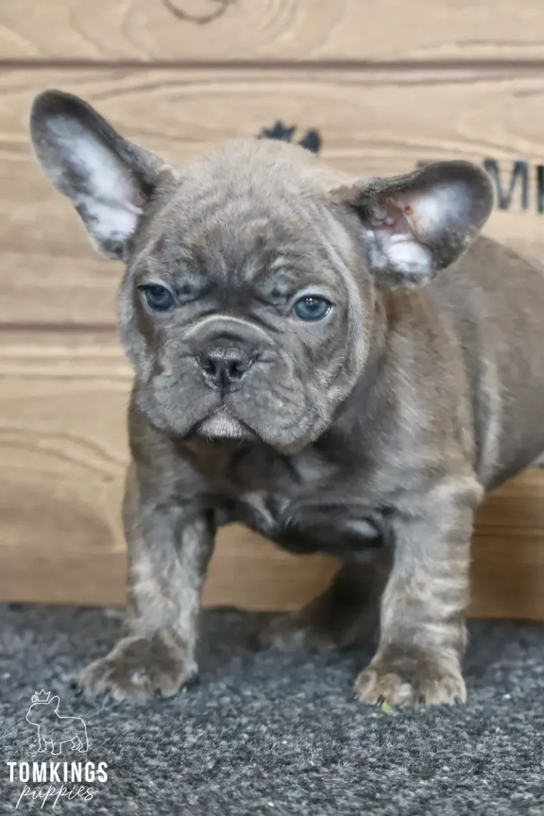 Blair, a blue brindle French Bulldog puppy, stands on a dark grey rug looking intently at the camera with her blue eyes.