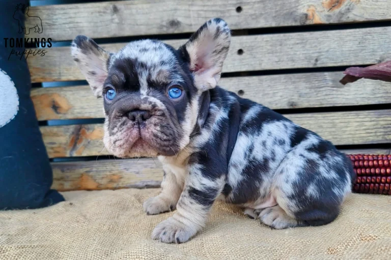 Male French Bulldog puppy Boo sits, showcasing his striking choco merle and tan coat and piercing blue eyes against a rustic wooden background.