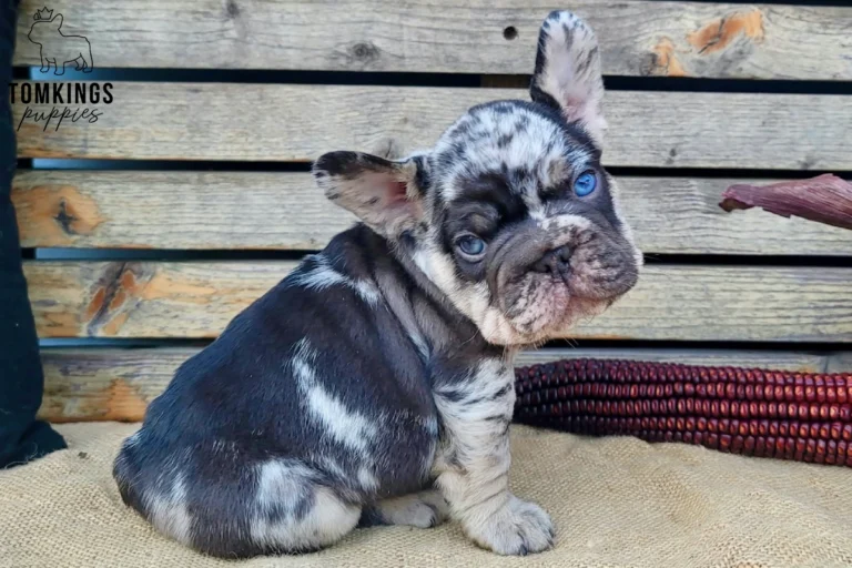 Boo, a choco merle and tan French Bulldog puppy, sits on burlap with striking blue eyes, looking curiously at the camera against a wooden background.