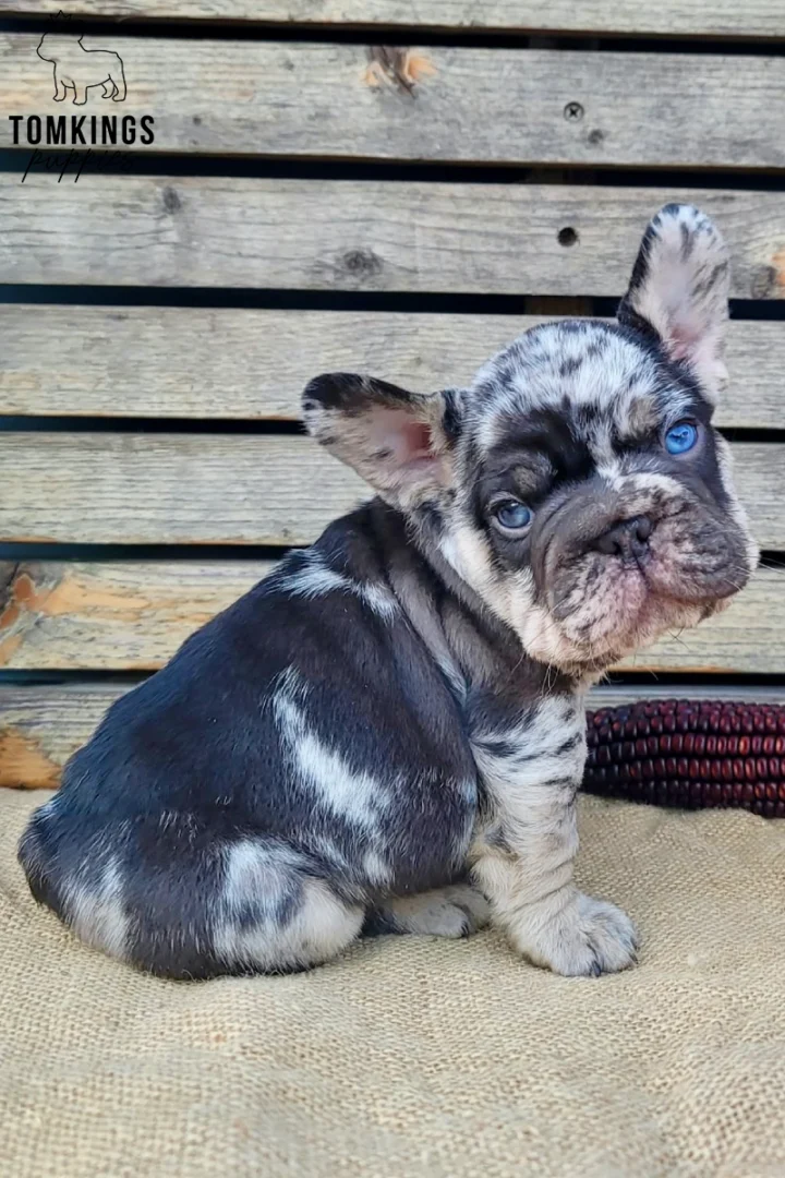 A choco merle and tan French Bulldog puppy named Boo sits on a burlap surface, looking forward with bright blue eyes.