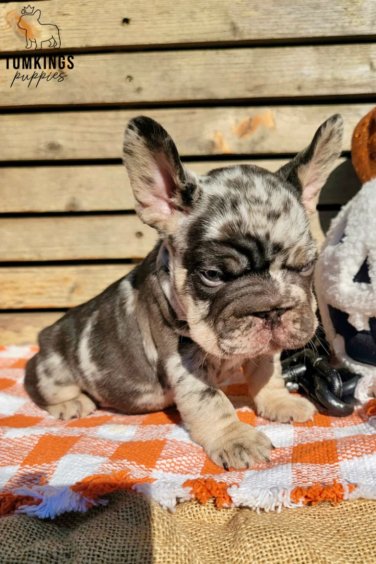 A choco merle and tan French Bulldog puppy, Boo, sits with his tongue out next to glittery green and orange gourds.