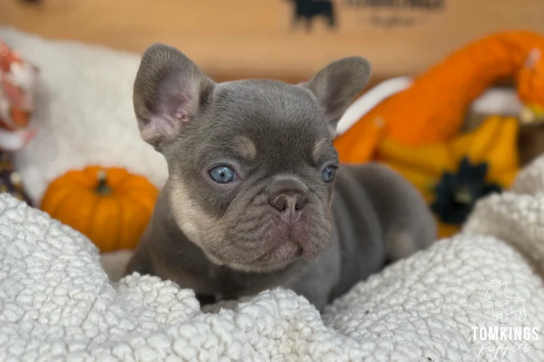 Blue and tan French Bulldog puppy Bosa lying on a fluffy white blanket with blue eyes, upright ears, and orange pumpkins in the background.