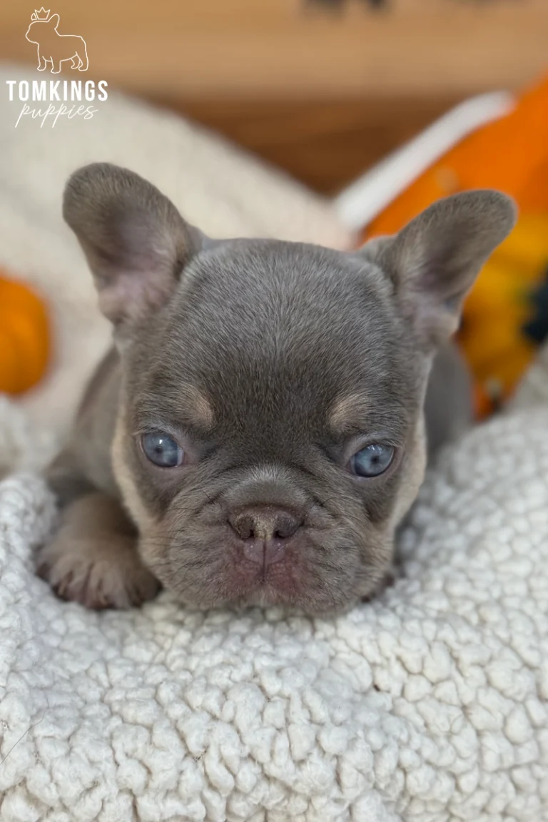 Close-up of Bosa, a blue and tan French Bulldog puppy with bright blue eyes and a short wrinkled muzzle, lying on a white fluffy blanket.