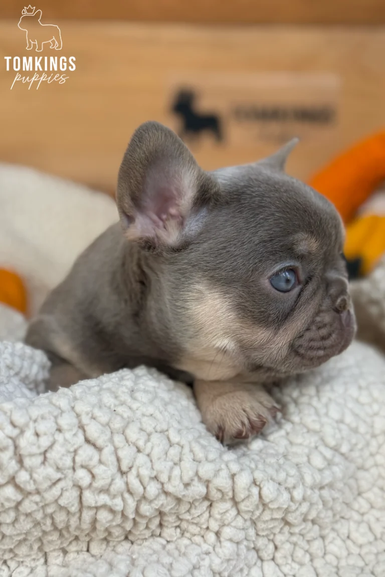 Side profile of Bosa, a blue and tan French Bulldog puppy with blue eyes and tan cheeks, resting on a cozy white blanket.