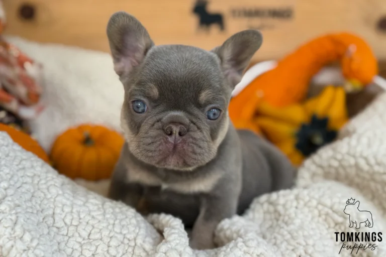 Bosa, a blue and tan French Bulldog puppy with blue eyes and upright ears, posing on a white blanket with autumn pumpkins behind.