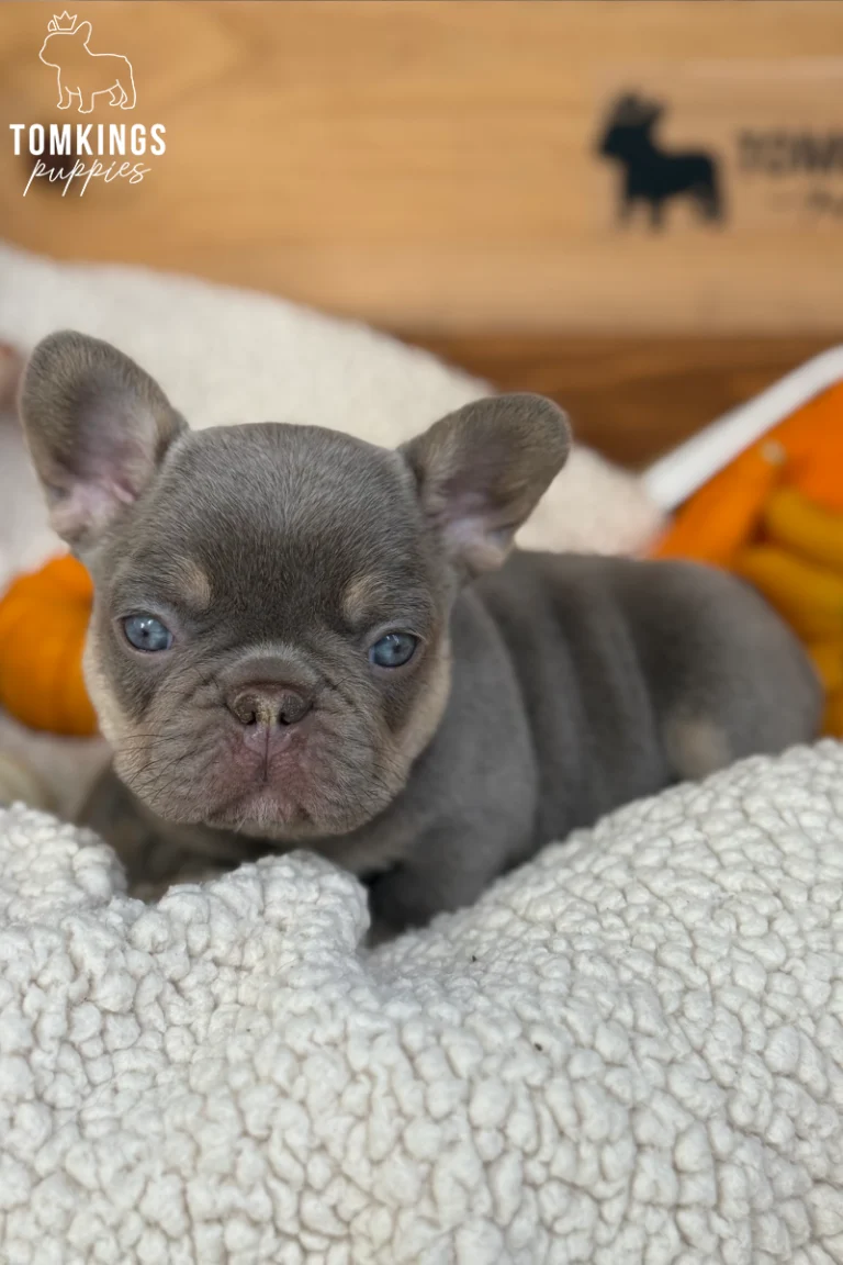Bosa, a blue and tan French Bulldog puppy with beautiful blue eyes, resting on a soft white blanket surrounded by autumn pumpkins.