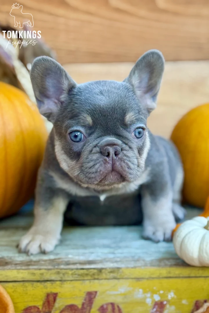 A New shade isabella tan French Bulldog puppy named Bosa sits attentively between orange and white pumpkins on a rustic wooden surface.