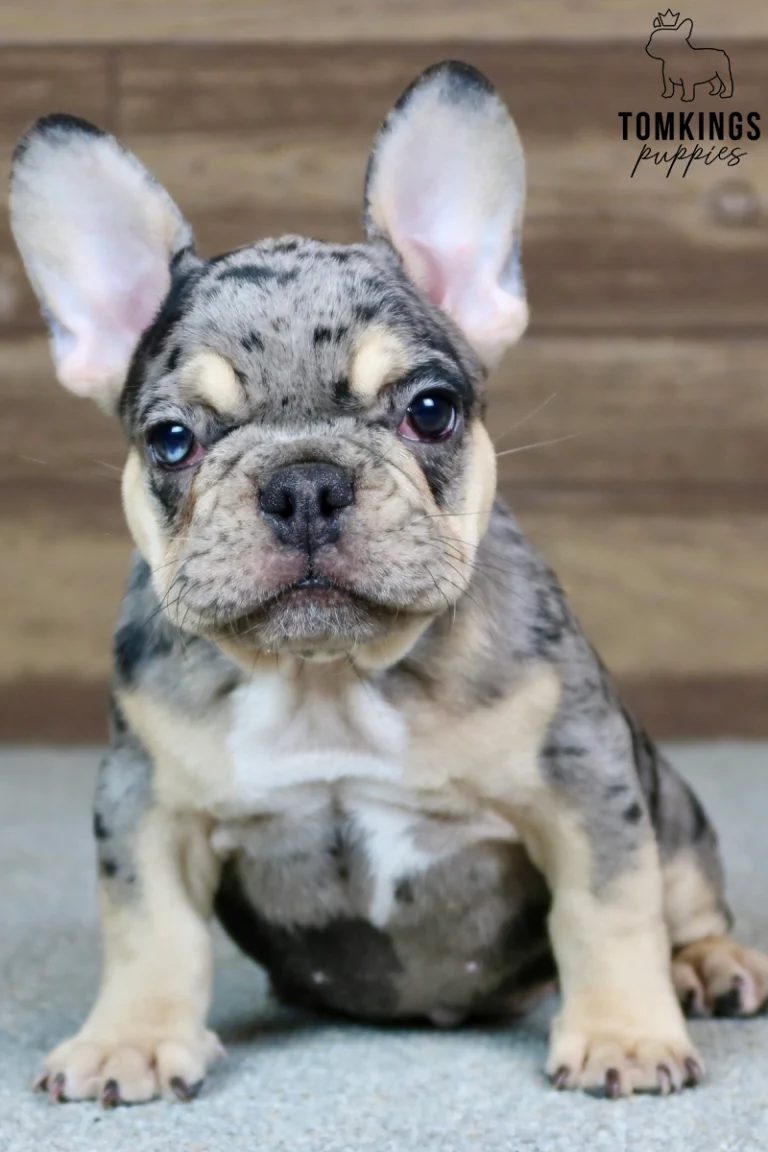 Bowen, a black merle French Bulldog boy with blue eyes, cream tan markings, and large upright ears, sitting on a gray carpet against a wooden background.