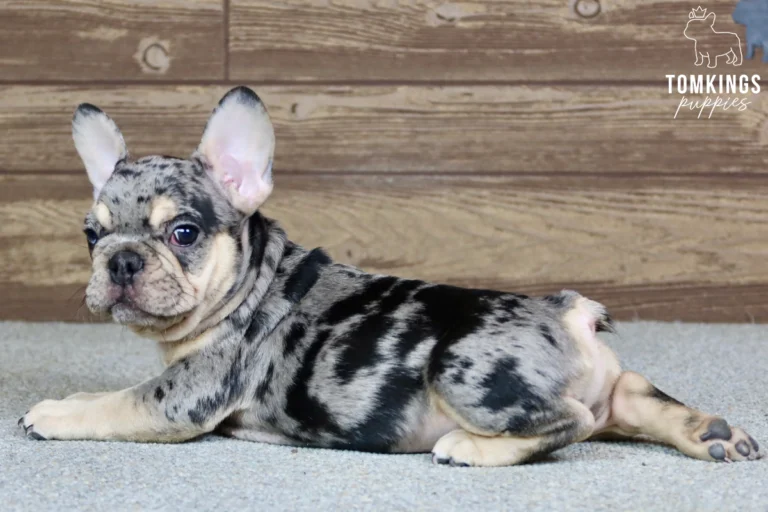 Bowen, a black merle French Bulldog boy with a striking black and gray spotted coat and cream tan markings, lying sideways on a gray carpet.