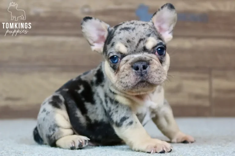Choco merle and tan French Bulldog puppy sitting in a three-quarter pose.